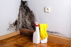 Biohazard Mold Removal in Homestead Valley, CA